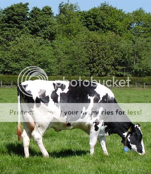 cow.jpg