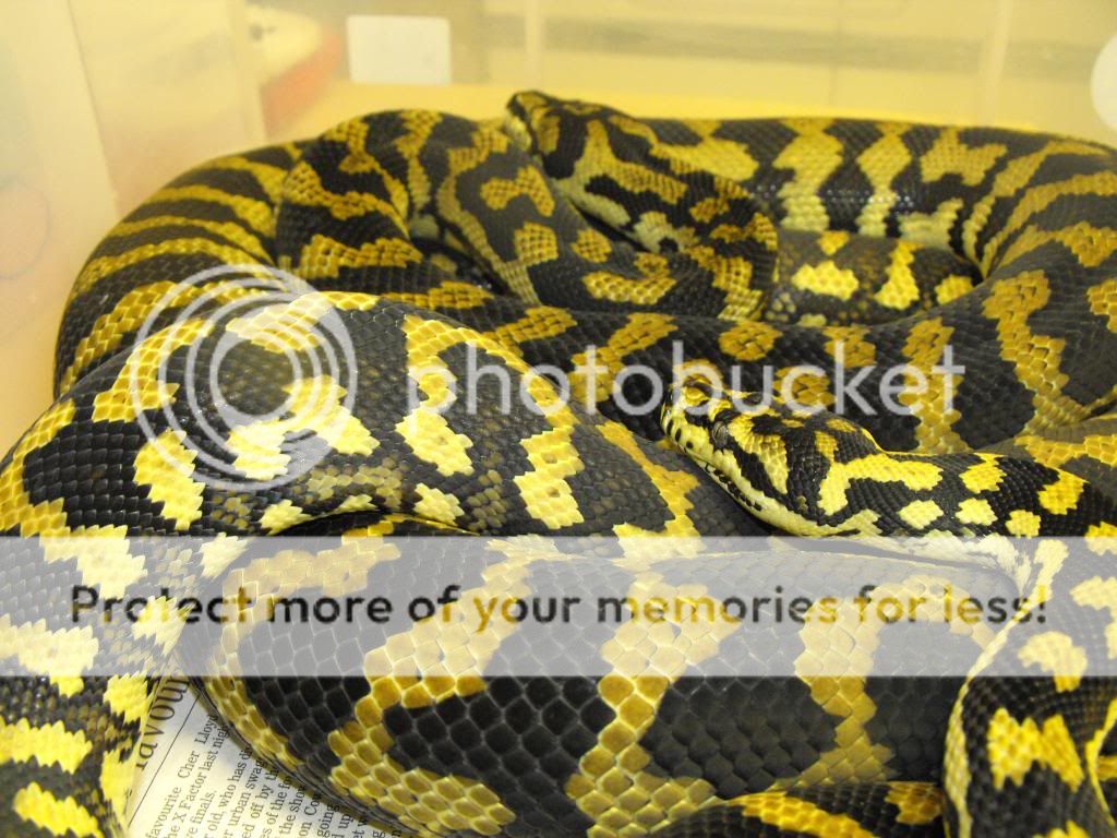 2011 Jungle Carpet Pythons For Sale!! Reptile Forums