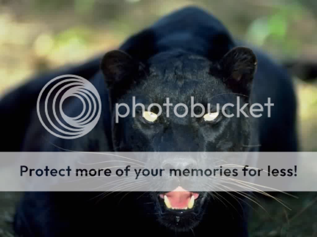 Pet For You Photo by gomsi1196 Photobucket