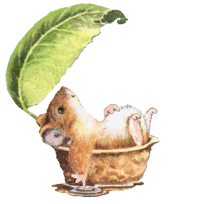 Rat Pictures, Images and Photos